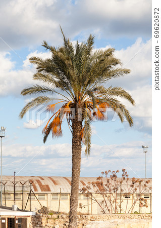 Palm Tree.  A palm tree pictured on the Mediterranean island of the Turkish Republic of Northern Cyprus. 69620872