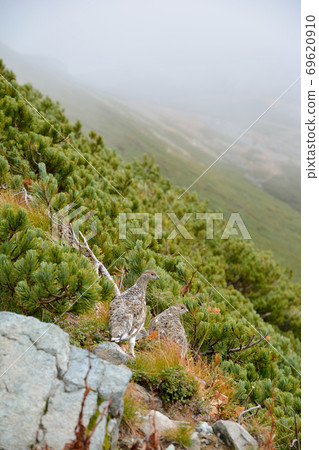 雷鳥。個人資料。瀕危物種。北阿爾卑斯山。野生鳥。成年鳥。 2隻鳥。雛。小雞。嵌套。多霧路段。高松林。警惕。坡 69620910