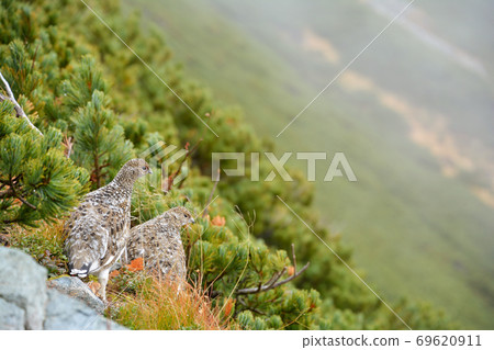 雷鳥。個人資料。瀕危物種。北阿爾卑斯山。野生鳥。成年鳥。 2隻鳥。雛。小雞。嵌套。多霧路段。高松林。警惕。坡 雷鳥。個人資料。瀕危物種。北阿爾卑斯山。野生鳥。成年鳥。 2隻鳥。雛。小雞。嵌套。多霧路段。高松林。警惕。坡 69620911