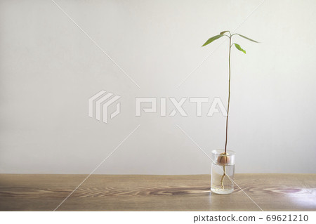 Hydroponics and germination of avocado Hydroponics and germination of avocado 69621210