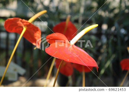 Anthurium 69621453
