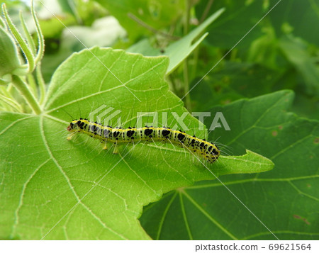 Larvae of the insect pest "Fatatogarikoyaga" that reaches the cocoon Larvae of the insect pest "Fatatogarikoyaga" that reaches the cocoon 69621564