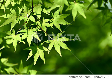 Blue maple Blue maple 69621708