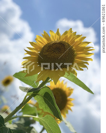 向日葵和夏天的天空 69621861