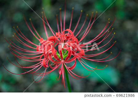 Crimson cluster amaryllis in full bloom 69621986