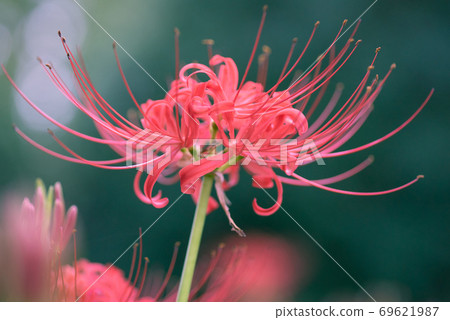Cluster amaryllis and its buds that bloom softly against a green background Cluster amaryllis and its buds that bloom softly against a green background 69621987