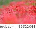 A cluster amaryllis of the arrow Katsukawa 69622044