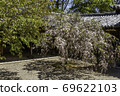 Yumeden and Sakura Horyuji Temple Nara 69622103