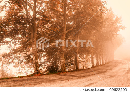 road in the fog with row of trees 69622303