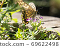 Swallowtail butterfly  69622498