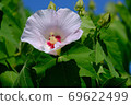 Fuyo flowers 69622499