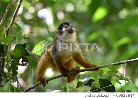 Central American Squirrel Monkey (Corcovado National Park, Costa Rica) Central American Squirrel Monkey (Corcovado National Park, Costa Rica) 69622614