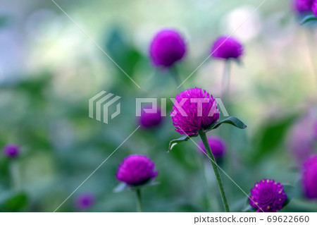 Purple sennichou Purple sennichou 69622660