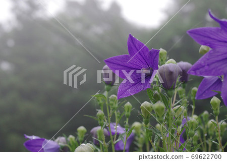 菊花的花朵 69622700