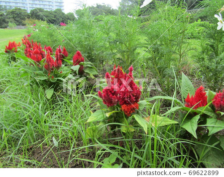 紅色的Keito花像雞冠 69622899