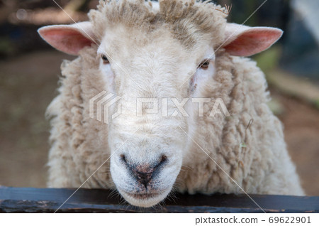 羊與她的臉在柵欄上 69622901