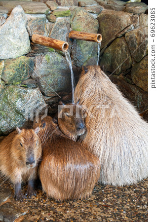 Capybara that seems to be comfortable in the hot water Capybara that seems to be comfortable in the hot water 69623085
