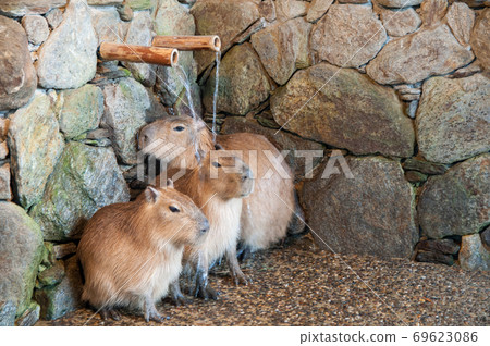Capybara that seems to be comfortable in the hot water Capybara that seems to be comfortable in the hot water 69623086