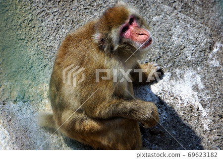 靈長類動物，日本猴子-在“日立加米動物園”裡聚集的動物 69623182