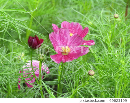 Autumn flowers cosmos red flowers Autumn flowers cosmos red flowers 69623199