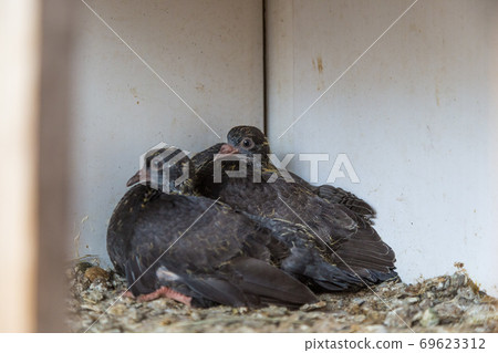 Two small fledgling pigeons sit in the nest. Breeding thoroughbred pigeons 69623312