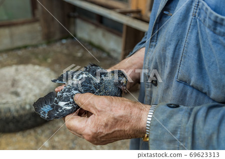 Pigeon chick in loving the human hands. 69623313