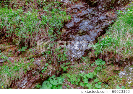 Texture of a stone overgrown with moss in the forest 69623363
