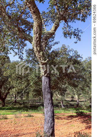 Portuguese cork oak (Quercus suber) Alentejo, Portugal Portuguese cork oak (Quercus suber) Alentejo, Portugal 69624366