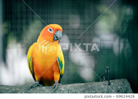 Beautiful Lovebird parrot sitting on branch. Beautiful Lovebird parrot sitting on branch. 69624426