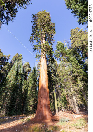 Giant Sequoias Forest. Sequoia National Forest in California, Sierra Nevada Mountains. USA Giant Sequoias Forest. Sequoia National Forest in California, Sierra Nevada Mountains. USA 69624738