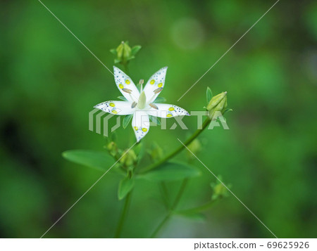 Swertia bimaculata (5 petals) Swertia bimaculata (5 petals) 69625926