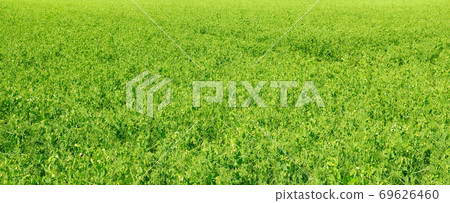 Blooming peas field. Green grass background texture. Wide photo. Blooming peas field. Green grass background texture. Wide photo. 69626460