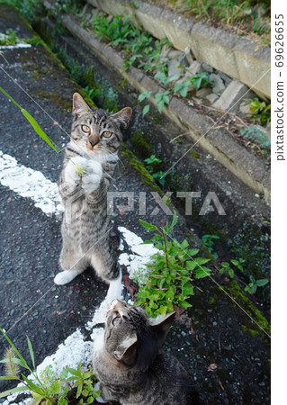 Kijitora kitten brothers of stray cats playing with real cats in the shade on a hot day 69626655