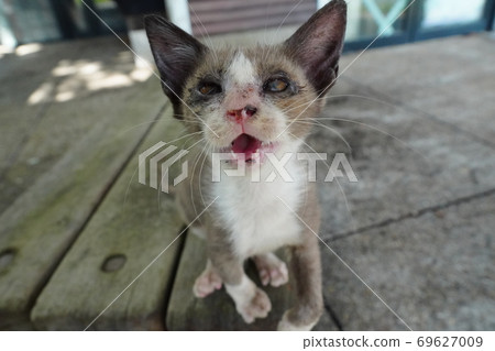 在炎熱的季節被人類拋棄並迫切需要某種東西的流浪貓小貓兄弟 在炎熱的季節被人類拋棄並迫切需要某種東西的流浪貓小貓兄弟 69627009