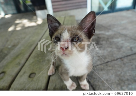 Kitten brothers of stray cats who are abandoned by humans in the hot season and desperately appeal for something 69627010