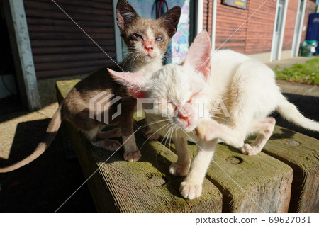 Kitten brothers of stray cats who are abandoned by humans in the hot season and desperately appeal for something 69627031
