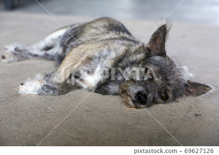 The small gray dog is rest and sleep on cement floor at thailand The small gray dog is rest and sleep on cement floor at thailand 69627126
