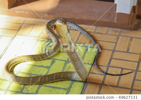 The king cobra is dangerous snake on floor at thailand The king cobra is dangerous snake on floor at thailand 69627131
