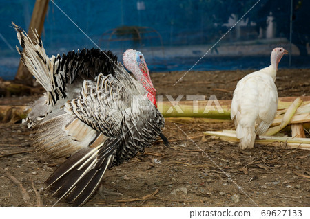 The big Turkey is stand up in farm at thailand 69627133