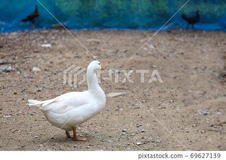 Group white goose in farm at thailand 69627139