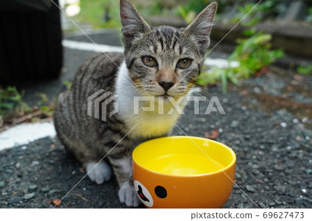 Stray cats, Kijitora kittens, who get tired in the shade in the heat Stray cats, Kijitora kittens, who get tired in the shade in the heat 69627473