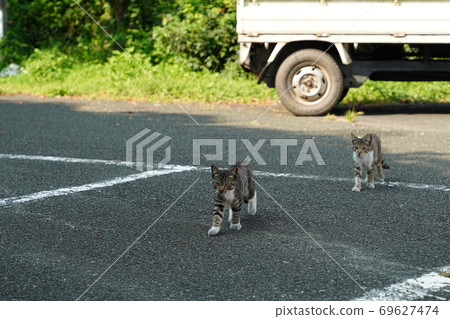 Stray cats, Kijitora kittens, who get tired in the shade in the heat 69627474