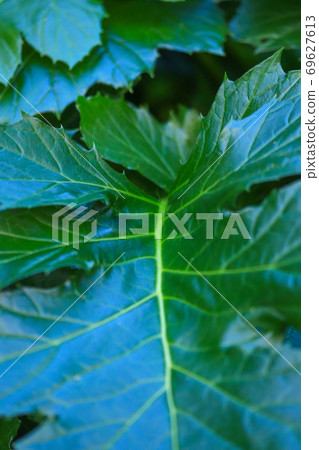 Large leaves of a green plant - soft focus Large leaves of a green plant - soft focus 69627613