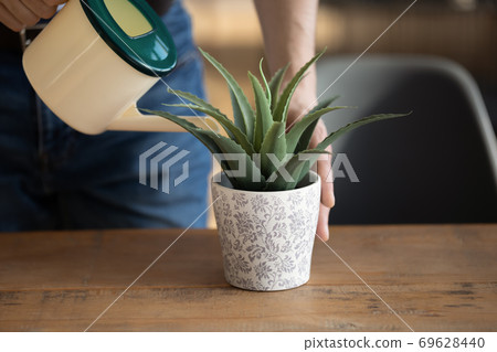 Close up of man watering green house plant 69628440