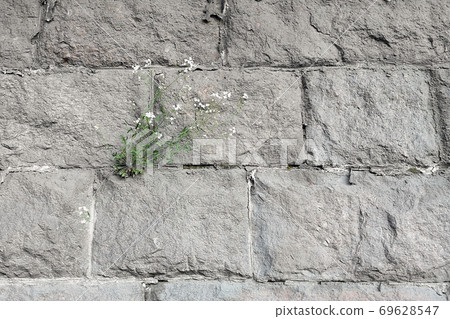 A bush of greenery grew on a stone wall. The concept of stamina and survival. Life style. A bush of greenery grew on a stone wall. The concept of stamina and survival. Life style. 69628547