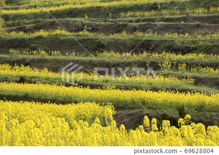 Rape blossoms Rape blossoms 69628804