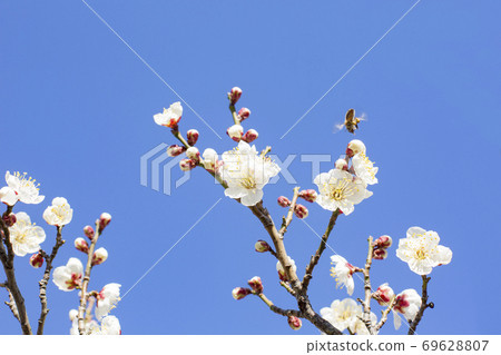 Plum and honey bees Plum and honey bees 69628807