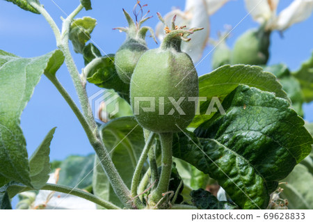 Blooming flower from granny Smith apple dwarf tree 69628833