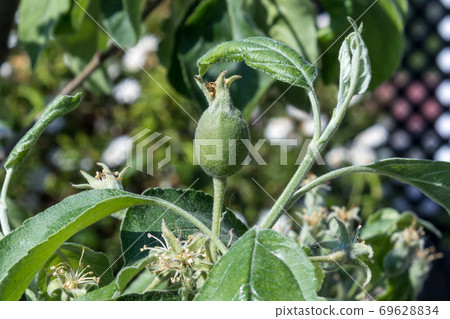 Blooming flower from granny Smith apple dwarf tree Blooming flower from granny Smith apple dwarf tree 69628834