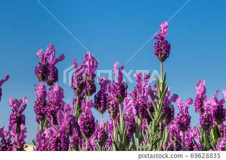 European lavender and purple blooming flowers European lavender and purple blooming flowers 69628835